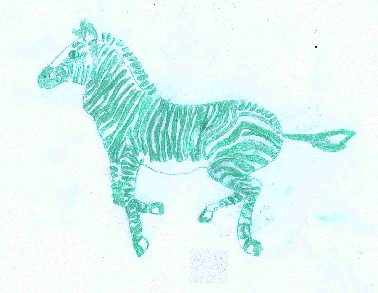 zebraa